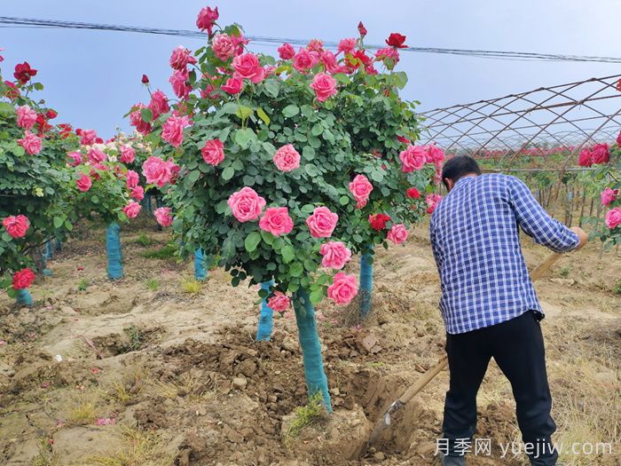 大花月季推薦，粉扇月季(圖2)