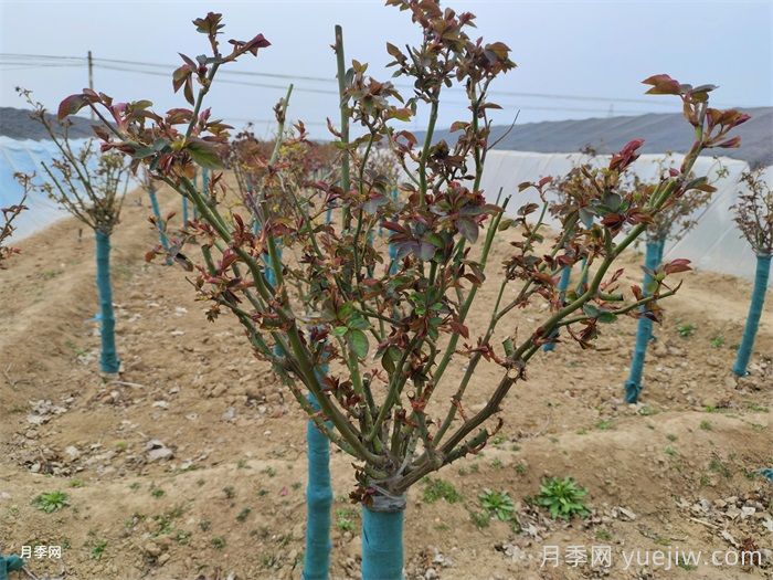 月季春季修剪抹芽，滿樹花開爆花枝頭(圖1)
