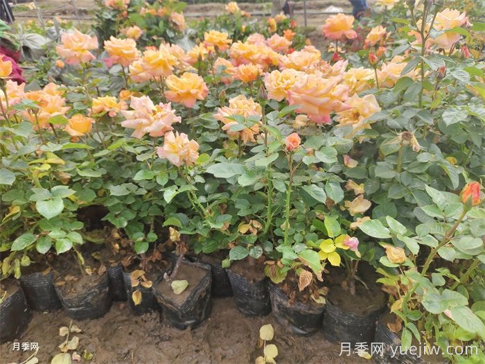 園林苗木從苗圃到工地過程，教你成為苗木養(yǎng)護(hù)專家(圖2)