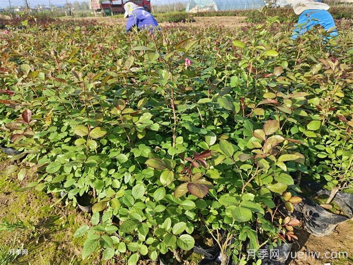 園林綠化工程為什么在春季種植月季？(圖2)