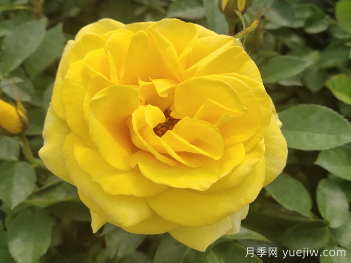 春季有什么適合景區(qū)綠化的月季苗品種？(圖3)