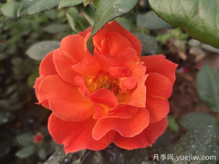 春季有什么適合景區(qū)綠化的月季苗品種？(圖4)