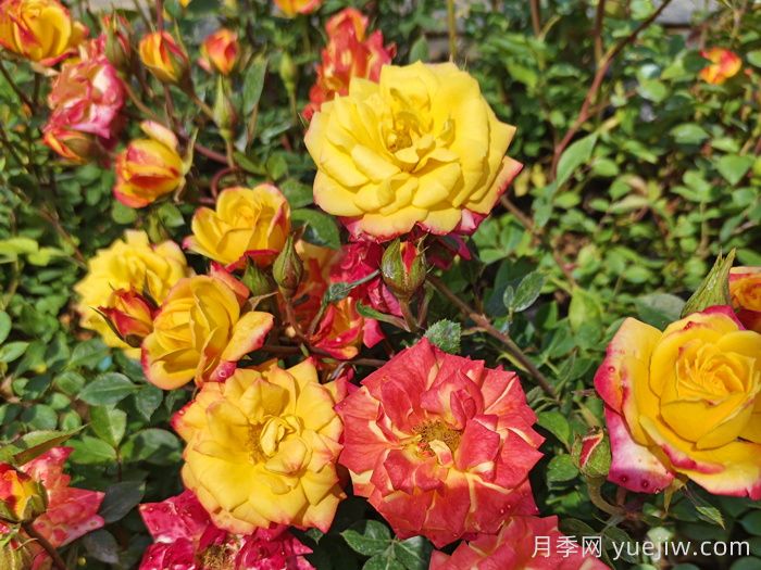 春季有什么適合景區(qū)綠化的月季苗品種？(圖5)