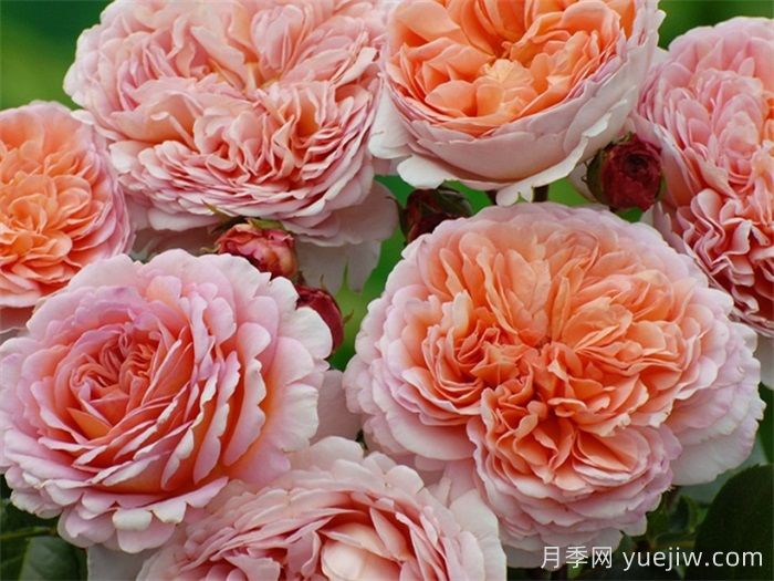 小小月季兩副面孔？推薦優(yōu)秀的可藤可灌月季(圖1)