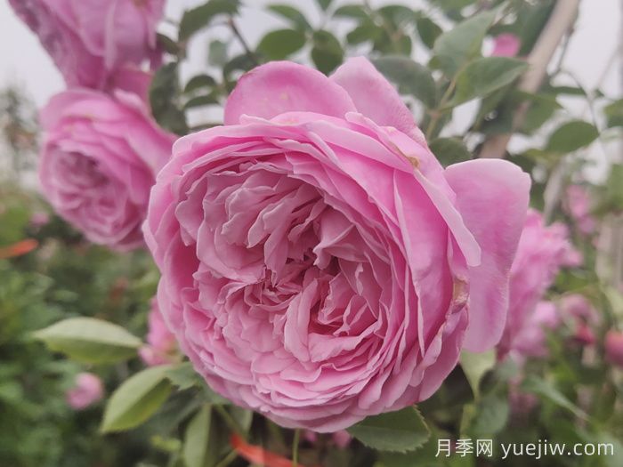 小小月季兩副面孔？推薦優(yōu)秀的可藤可灌月季(圖3)