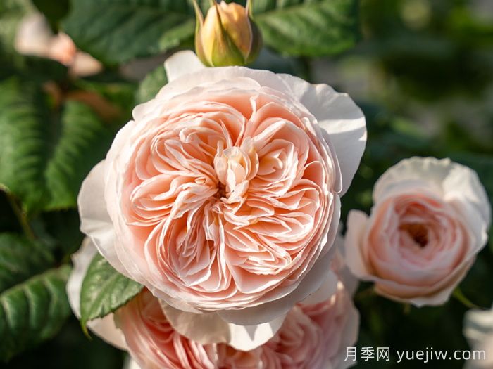 小小月季兩副面孔？推薦優(yōu)秀的可藤可灌月季(圖4)
