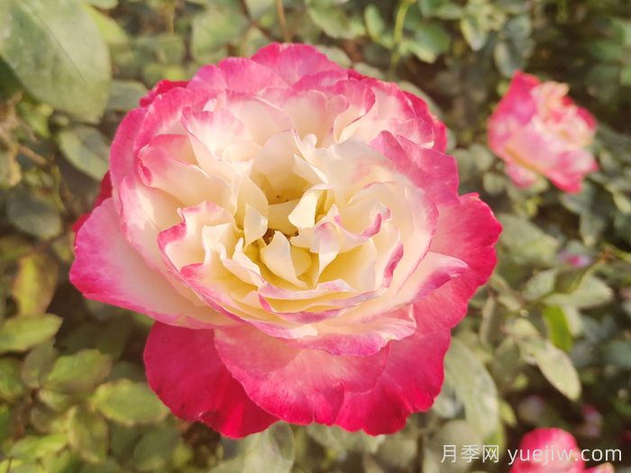 推薦9個月季品種，花型美開花多(圖3)