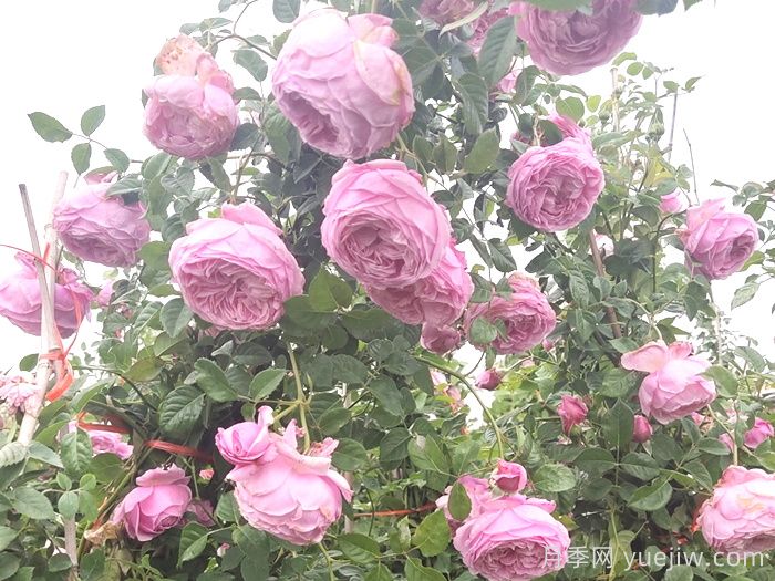 推薦9個月季品種，花型美開花多(圖4)