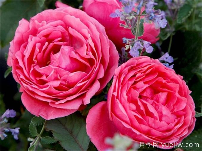 ADR月季推薦，花園公主瑪麗何塞月季(圖1)