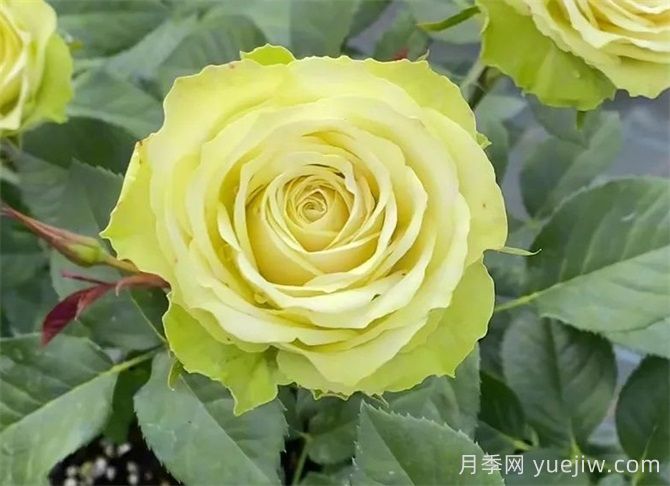 月季推薦，薄荷茶月季(圖1)