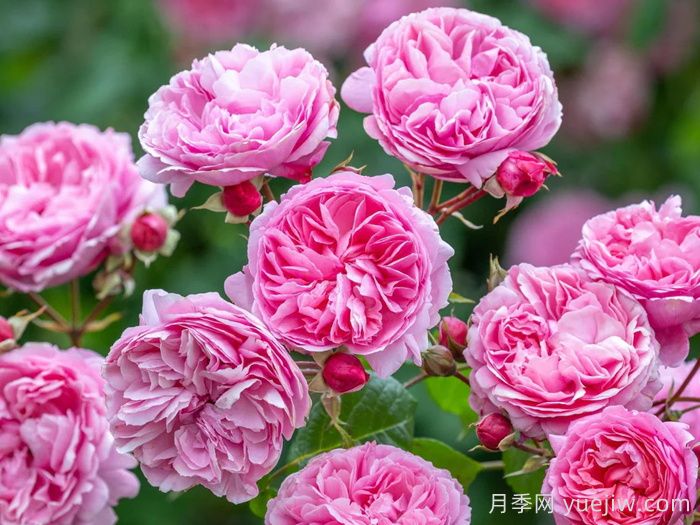 玫瑰花，愛(ài)情與時(shí)光交織的絢爛詩(shī)篇(圖1)