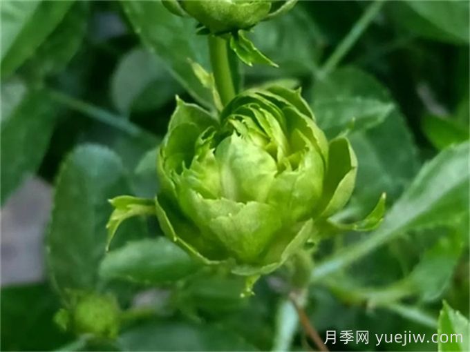 綠色月季推薦，結(jié)綠珍月季(圖1)