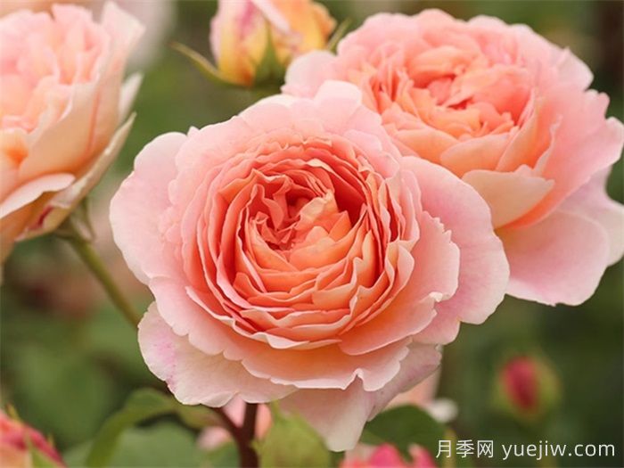 十大耐陰爬藤月季品種有哪些？(圖1)