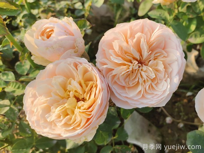 十大耐陰爬藤月季品種有哪些？(圖3)