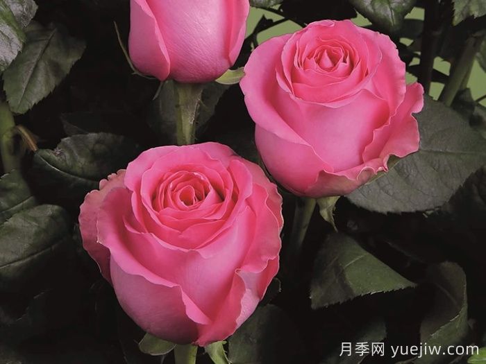 月季推薦，上海夫人月季(圖1)