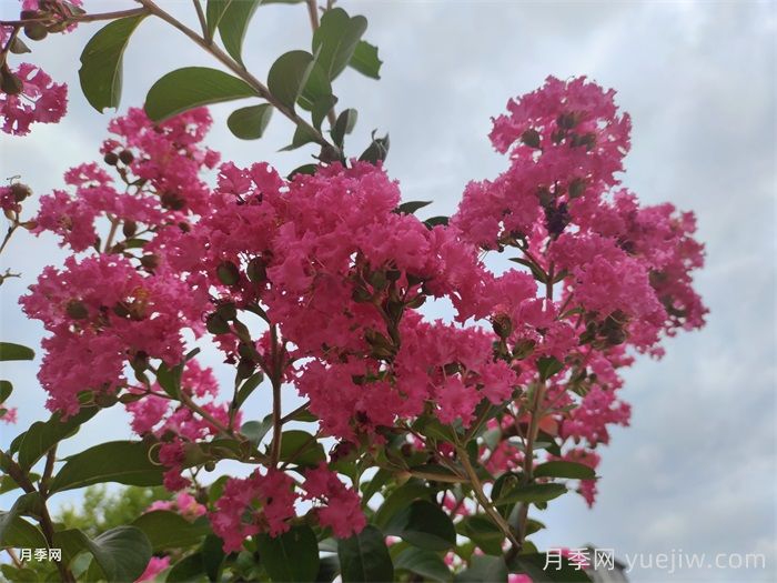 紫薇一年四季的修剪技術(shù)要點(圖1)