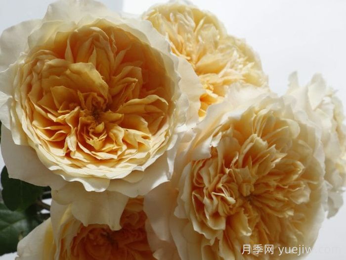 艾菲月季介紹，黃色切花，花瓣層疊(圖1)