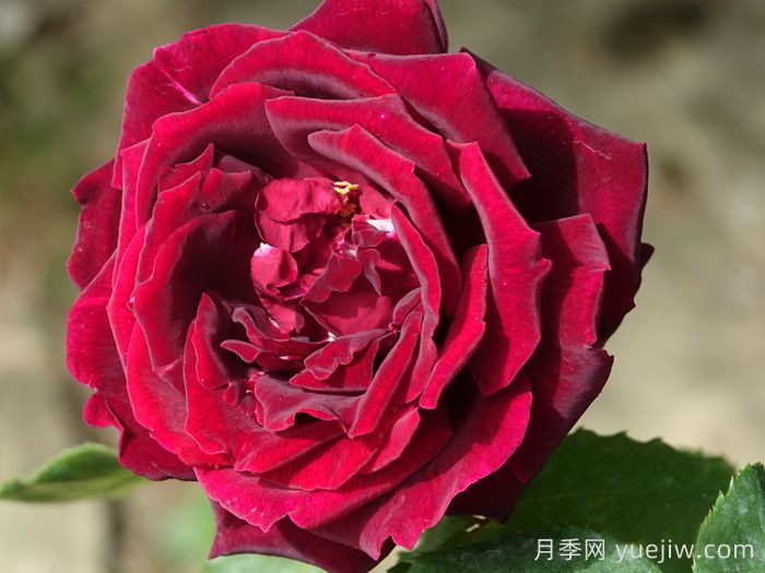 推薦21種濃香紅色月季品種，展示紅玫瑰的魅力(圖1)