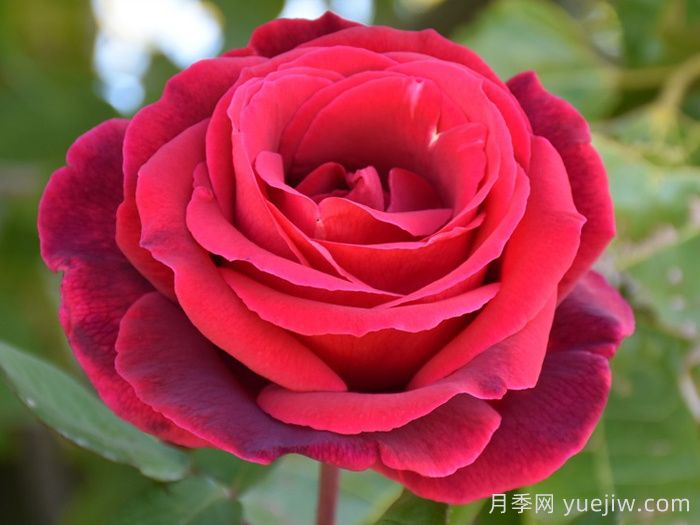 推薦21種濃香紅色月季品種，展示紅玫瑰的魅力(圖2)