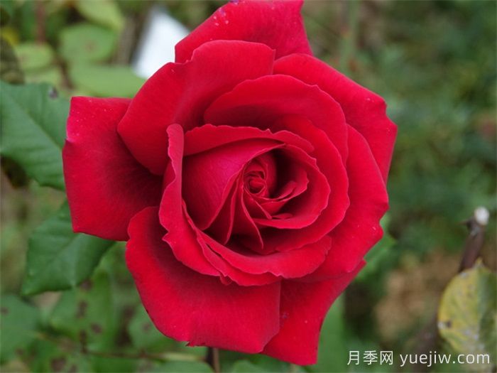 推薦21種濃香紅色月季品種，展示紅玫瑰的魅力(圖3)