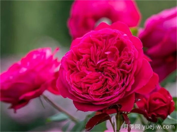 推薦21種濃香紅色月季品種，展示紅玫瑰的魅力(圖5)