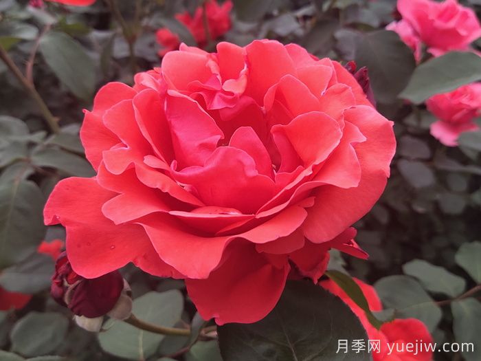 花比臉大月季系列，十個(gè)超大花的月季品種(圖2)