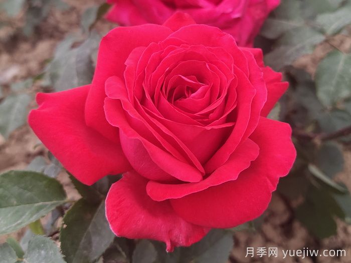 花比臉大月季系列，十個(gè)超大花的月季品種(圖3)