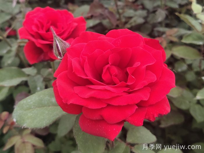花比臉大月季系列，十個(gè)超大花的月季品種(圖4)