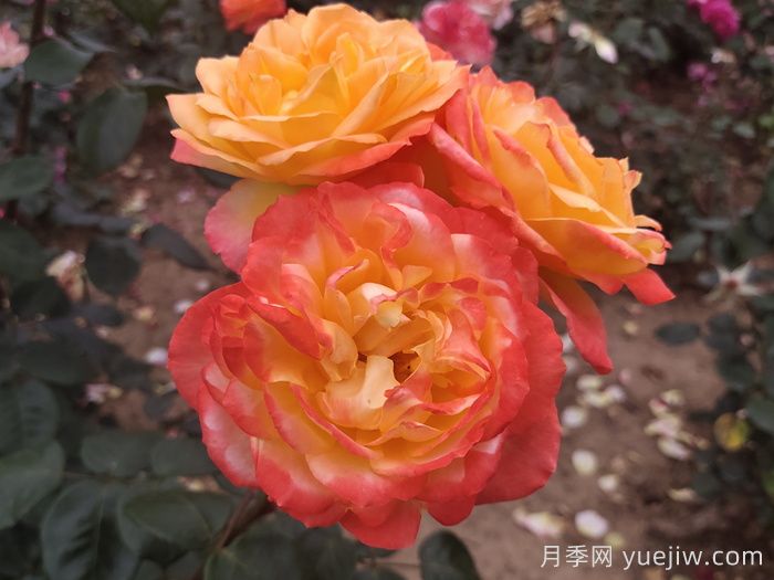 花比臉大月季系列，十個(gè)超大花的月季品種(圖5)
