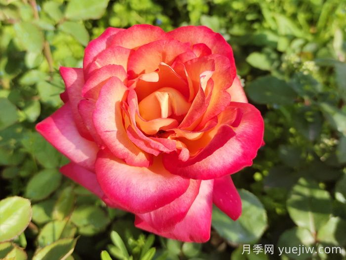 花比臉大月季系列，十個(gè)超大花的月季品種(圖7)