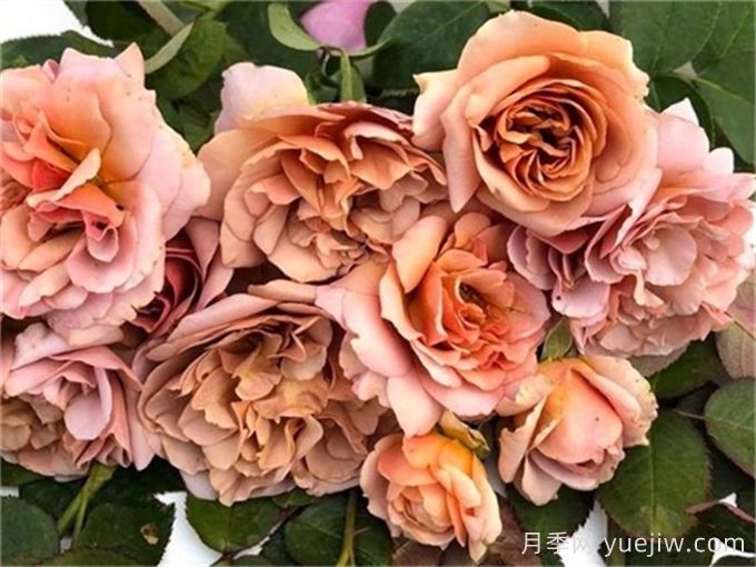 咖啡拿鐵月季推薦，棕色復(fù)古玫瑰(圖1)