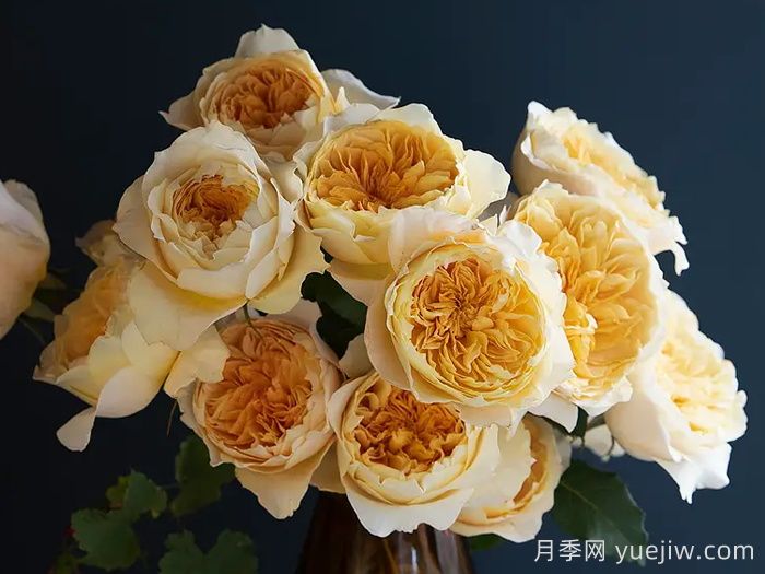 艾菲月季優(yōu)缺點，奧斯汀黃色切花，觀賞價值高(圖2)