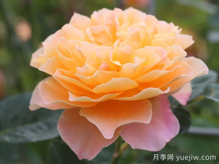 印象派月季推薦，夢幻的黃橙色優(yōu)秀爬藤月季(圖1)