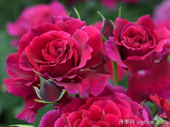 天家胭脂月季?推薦，超濃香，絨質(zhì)瓣，具備你想要的特點(圖1)