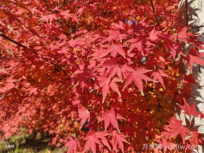 如何分辨三角楓、五角楓、元寶楓、雞爪槭，有圖片(圖5)
