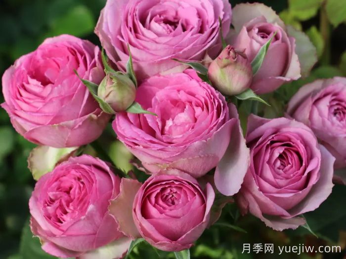 薰衣草蕾絲月季的優(yōu)點(diǎn)和養(yǎng)護(hù)(圖1)