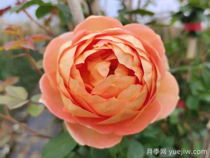 夏洛特夫人月季有什么缺點(diǎn)？(圖1)