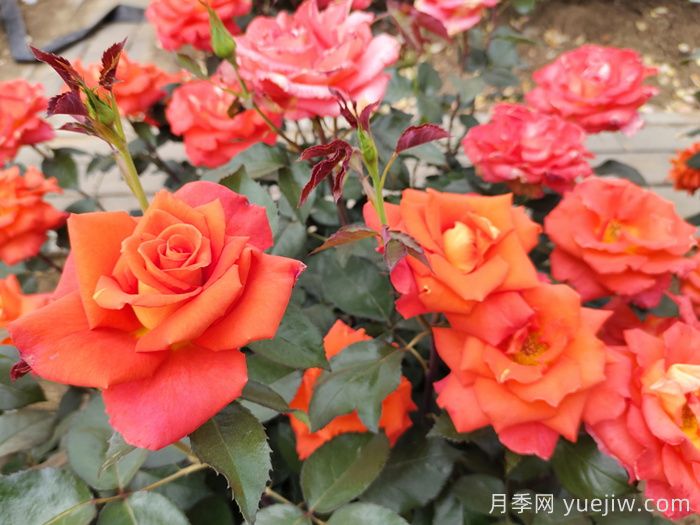 月季真的是藥罐子嗎？如何不噴藥養(yǎng)好月季？(圖1)