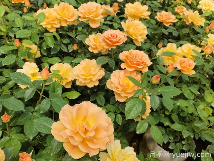 月季真的是藥罐子嗎？如何不噴藥養(yǎng)好月季？(圖2)