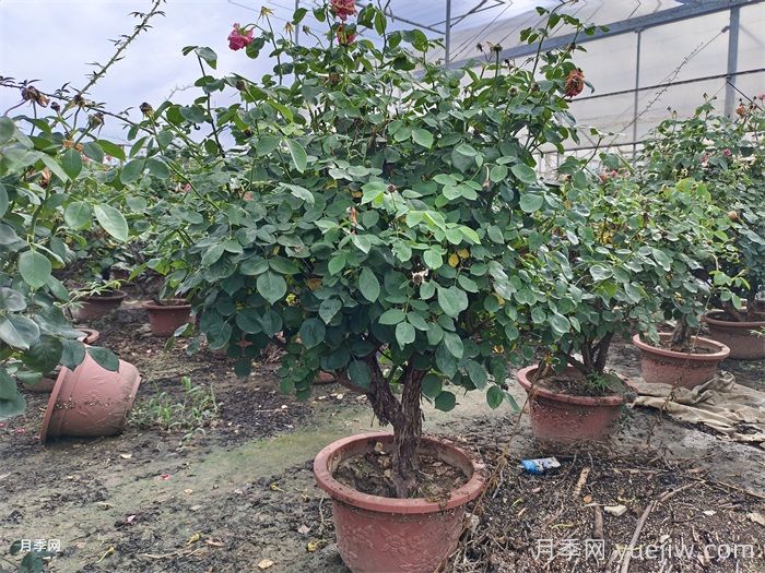 月季葉子掉個不停？光桿月季如何重新發(fā)芽？(圖3)