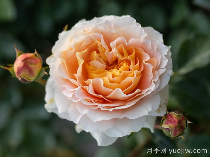 追求月季新品種問題多，注意不要跳進(jìn)月季坑     (圖2)