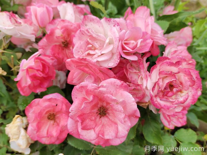 超級耐寒的5個月季品種，0度以上就能開花(圖4)