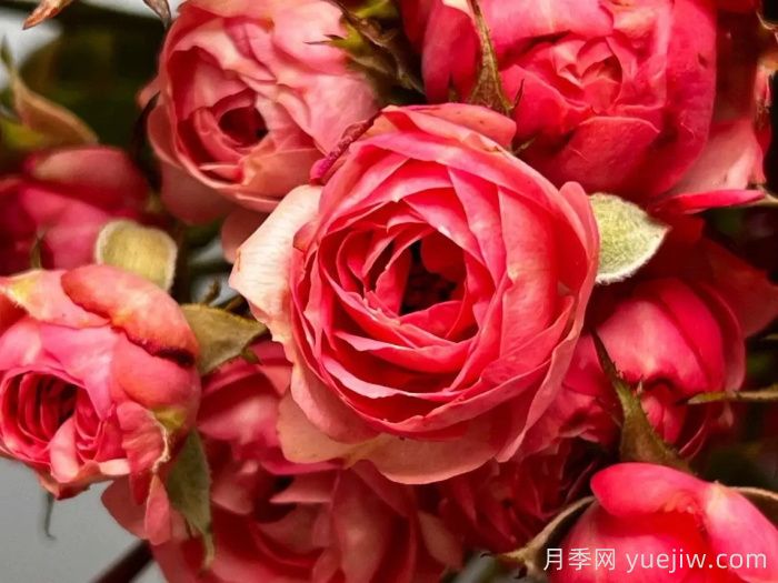 超級耐寒的5個月季品種，0度以上就能開花(圖1)