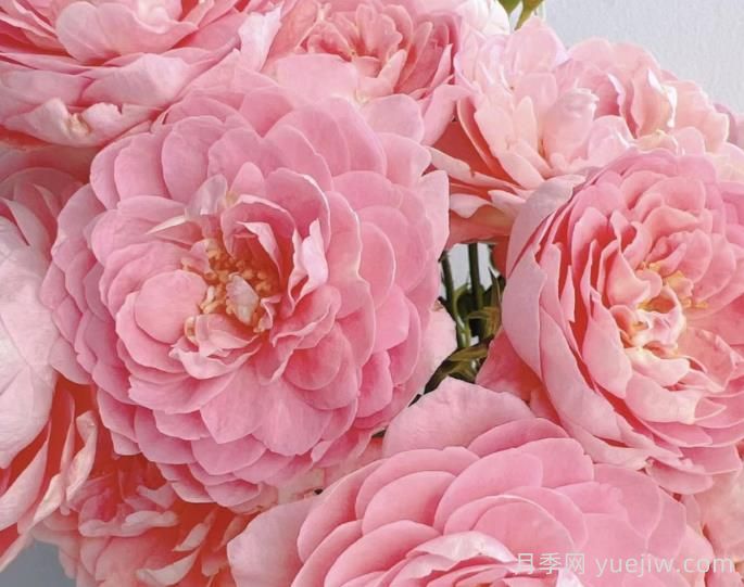 蜜桃果汁陽(yáng)臺(tái)月季介紹(圖1)