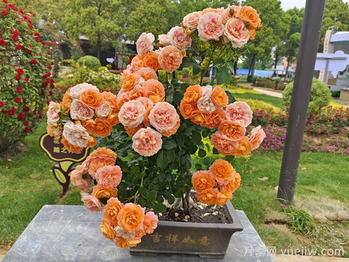 月季成長(zhǎng)成長(zhǎng)之路，月季小苗到大苗開(kāi)花的全過(guò)程(圖1)