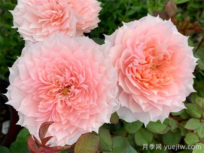 月季成長(zhǎng)成長(zhǎng)之路，月季小苗到大苗開(kāi)花的全過(guò)程(圖2)