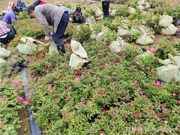 月季小苗的緩苗辦法？提高移栽成活率(圖2)
