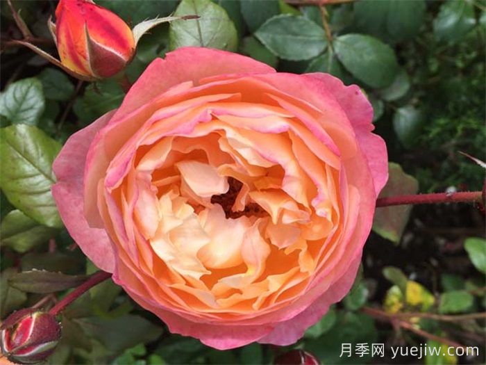 艾瑪漢密爾頓夫人月季，香氣迷人，顏值出彩    (圖1)