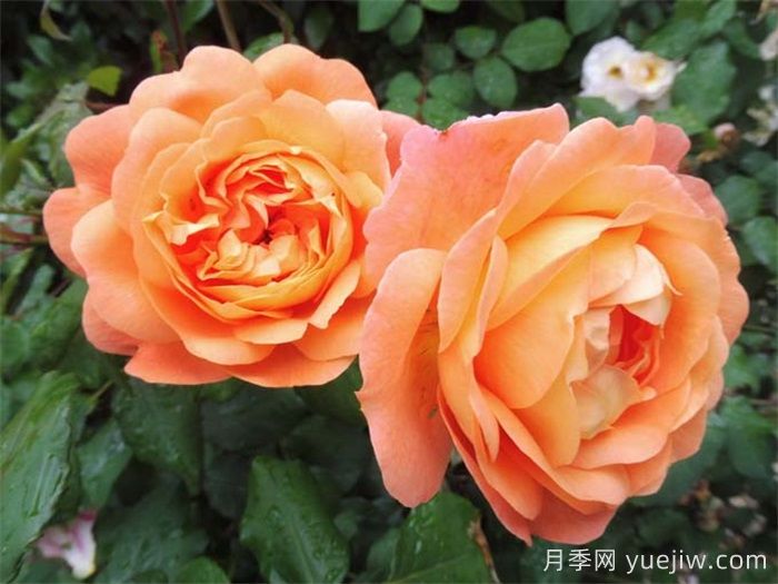 艾瑪漢密爾頓夫人月季，香氣迷人，顏值出彩    (圖2)