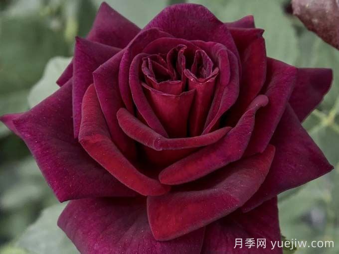 切花暗香月季，濃香版黑巴克(圖1)